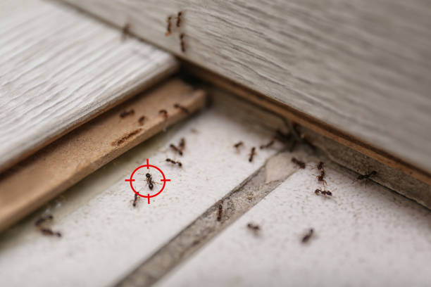 Best Emergency Pest Control  in Hurricane, UT