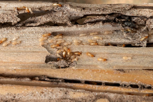 Best Affordable Pest Control Services  in Hurricane, UT