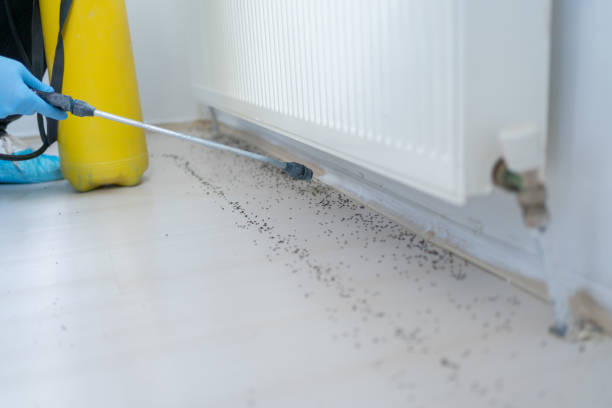 Best Spider Control Near Me  in Hurricane, UT