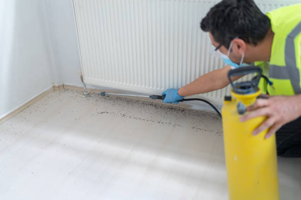 Best Termite Control Services  in Hurricane, UT